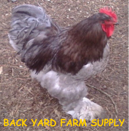 Farm Logo